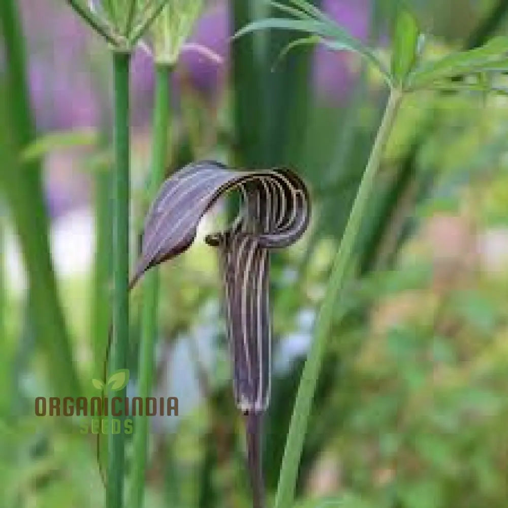 Arisaema Ciliatum Seeds For Planting: Rare Botanical Wonder For Your Enchanting Garden Oasis