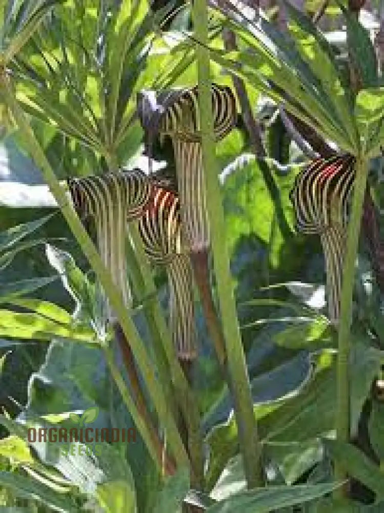 Arisaema Ciliatum Seeds For Planting: Rare Botanical Wonder For Your Enchanting Garden Oasis