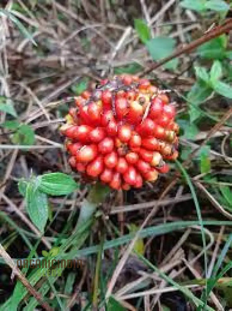 Arisaema Consanguineum Seeds For Planting: Exotic And Hardy Shade-Loving Perennial For Unique