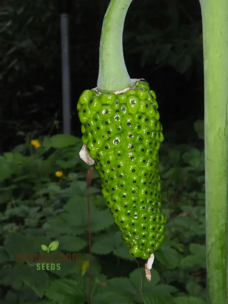 Arisaema Consanguineum Seeds For Planting: Exotic And Hardy Shade-Loving Perennial For Unique