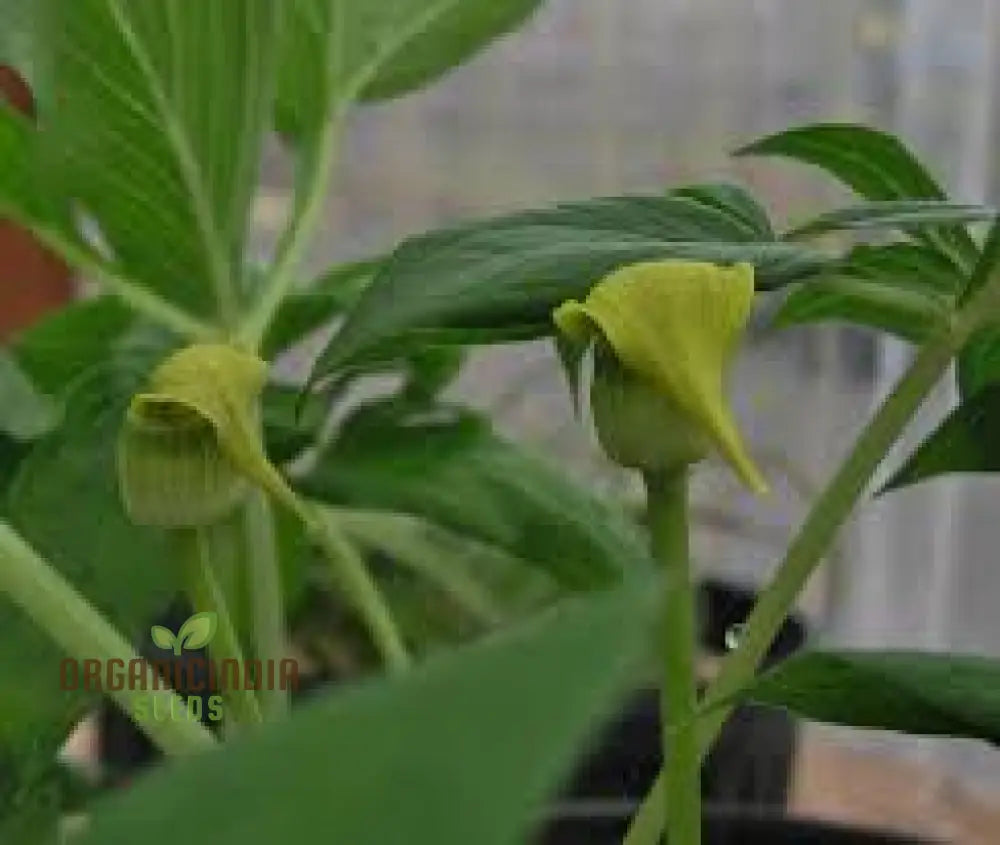 Arisaema Flavum Seeds For Planting: The Ultimate Yellow Cobra Lily For Your Garden - Exotic Hardy