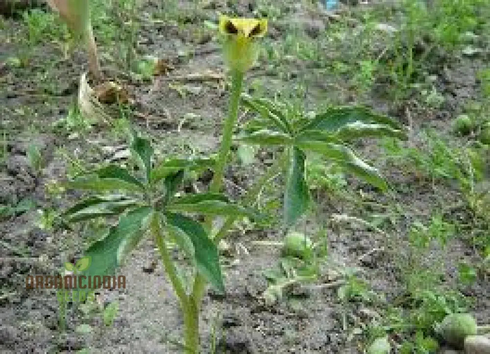 Arisaema Flavum Seeds For Planting: The Ultimate Yellow Cobra Lily For Your Garden - Exotic Hardy