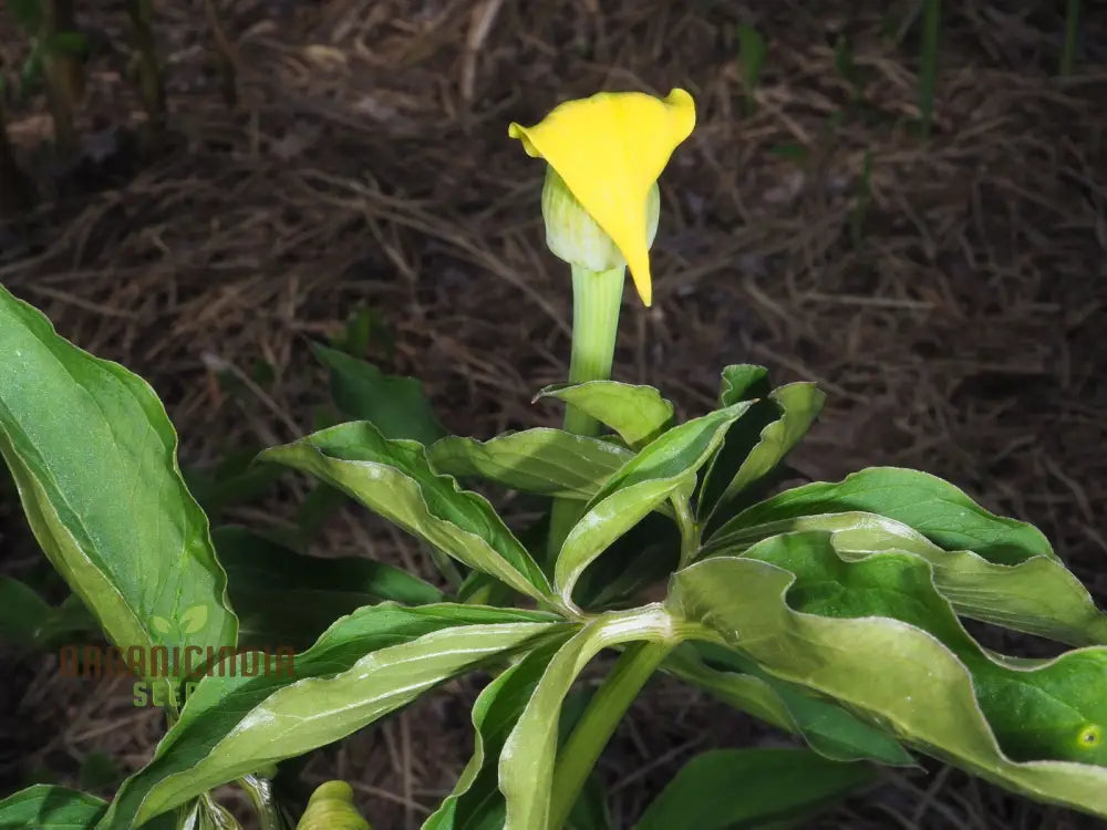 Arisaema Flavum Seeds For Planting: The Ultimate Yellow Cobra Lily For Your Garden - Exotic Hardy