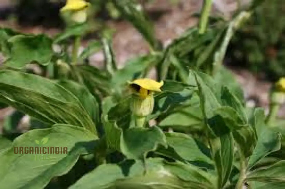 Arisaema Flavum Seeds For Planting: The Ultimate Yellow Cobra Lily For Your Garden - Exotic Hardy