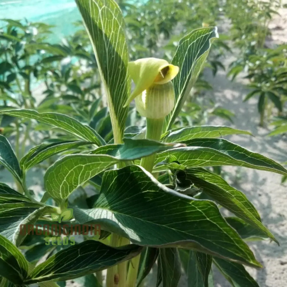 Arisaema Flavum Seeds For Planting: The Ultimate Yellow Cobra Lily For Your Garden - Exotic Hardy