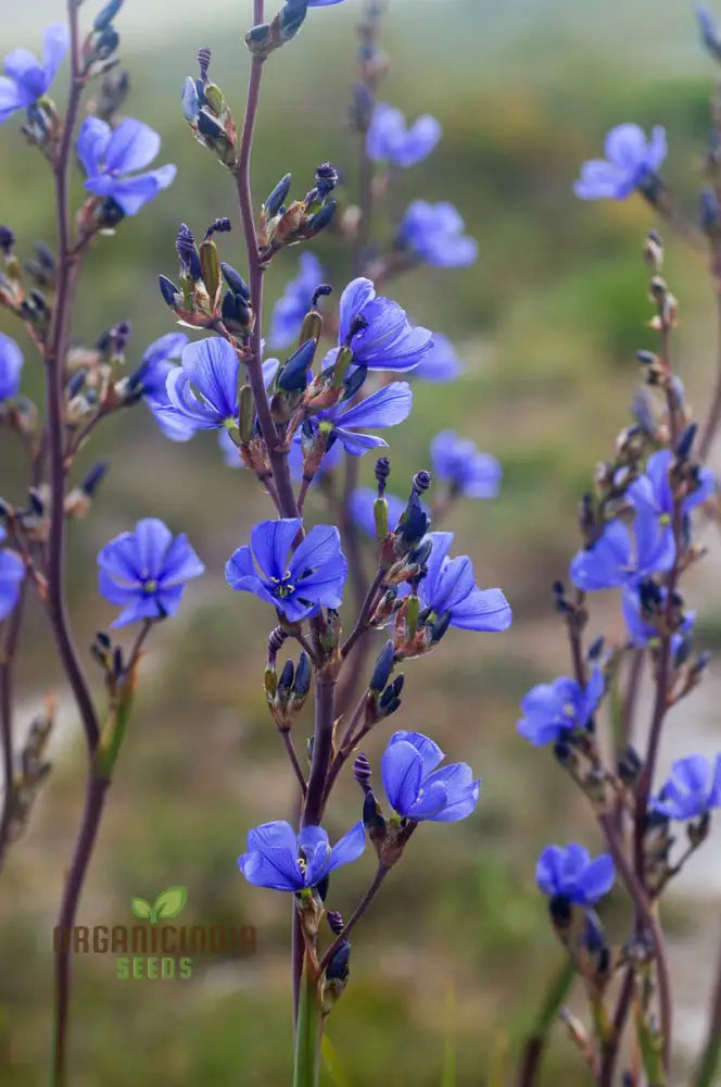 Aristea Capitata Seeds For Planting: Enhance Your Garden With The Majestic Blue Stars Of Cape Iris