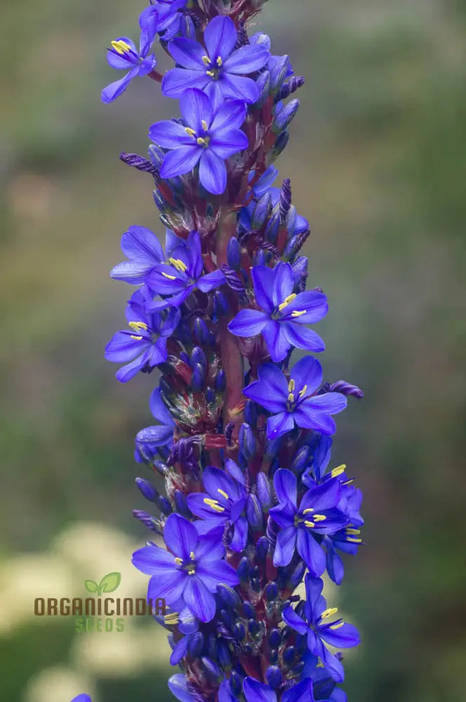 Aristea Capitata Seeds For Planting: Enhance Your Garden With The Majestic Blue Stars Of Cape Iris