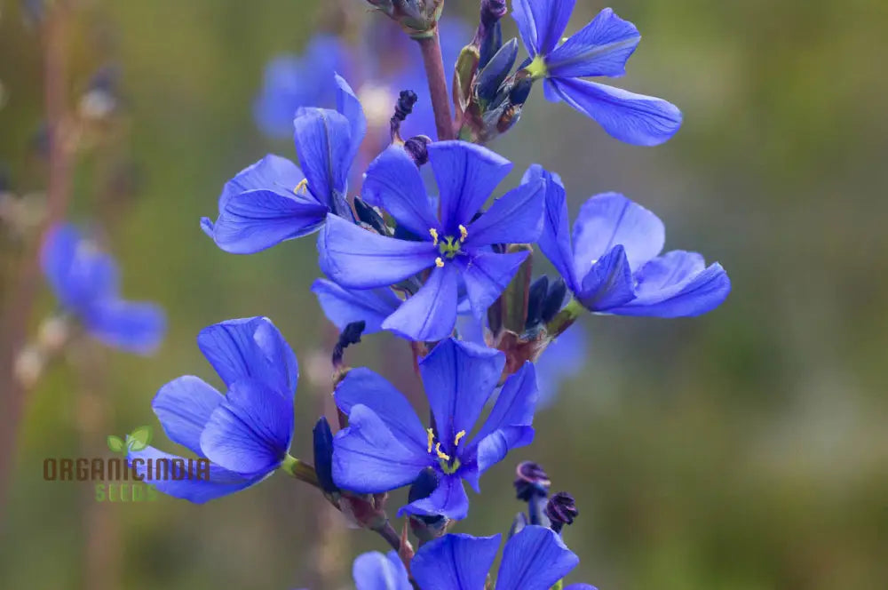 Aristea Capitata Seeds For Planting: Enhance Your Garden With The Majestic Blue Stars Of Cape Iris