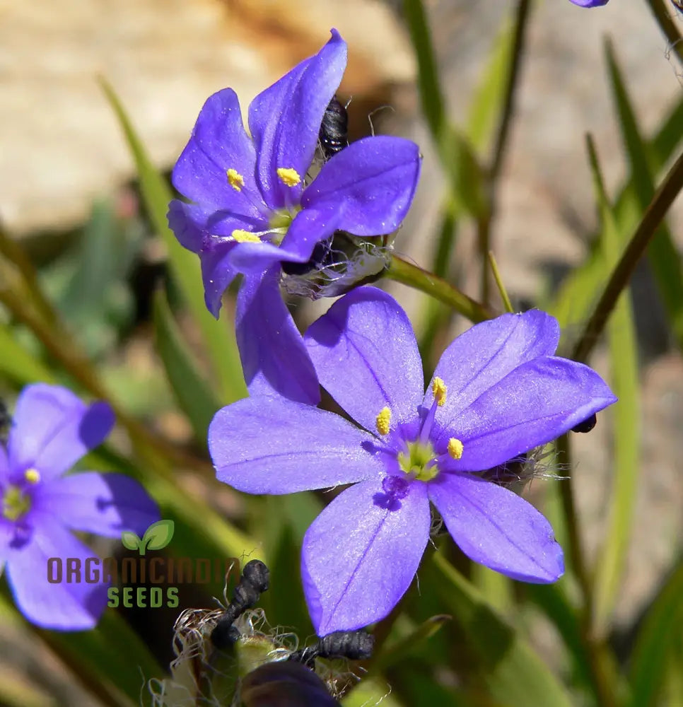 Aristea Capitata Seeds For Planting: Enhance Your Garden With The Majestic Blue Stars Of Cape Iris