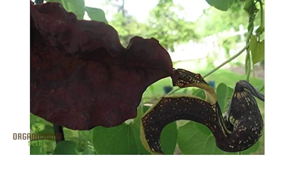 Aristolochia Galeata Nova Odessa Flower Seeds For Planting 100 Pcs Seeds