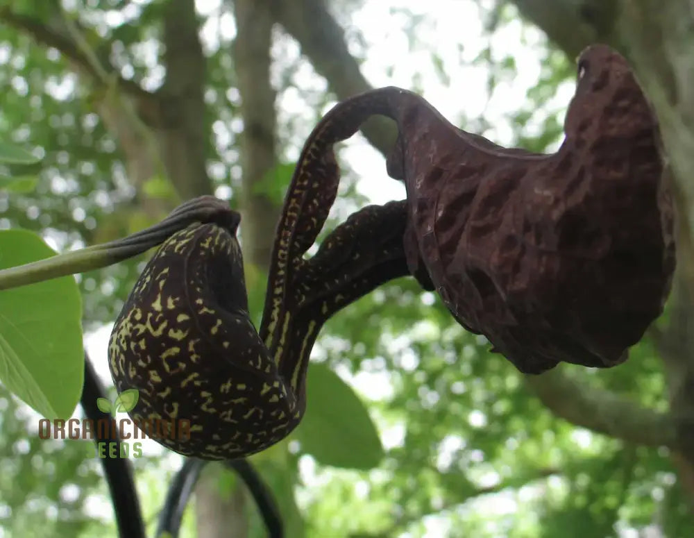 Aristolochia Galeata Nova Odessa Flower Seeds For Planting 100 Pcs Seeds