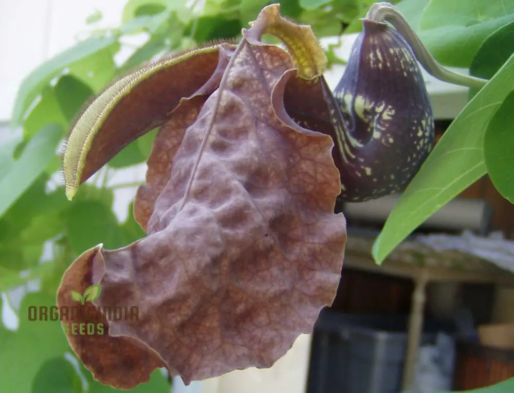 Aristolochia Galeata Nova Odessa Flower Seeds For Planting 100 Pcs Seeds