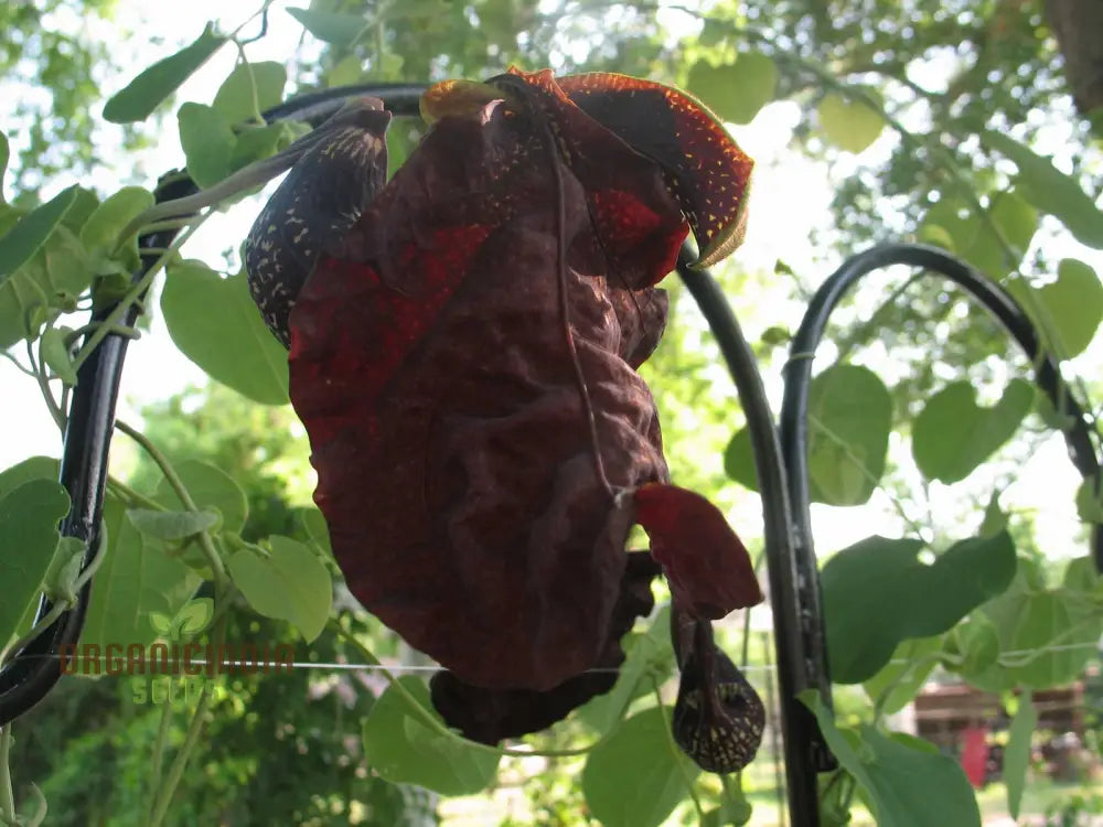 Aristolochia Galeata Nova Odessa Flower Seeds For Planting 100 Pcs Seeds