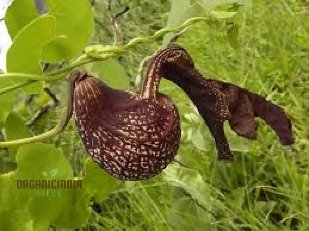 Aristolochia Galeata Nova Odessa Flower Seeds For Planting 100 Pcs Seeds