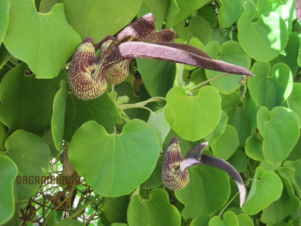 Aristolochia Ringens Seeds For Planting: Rare Vine For Garden Enthusiasts Seeking Unique Botanical