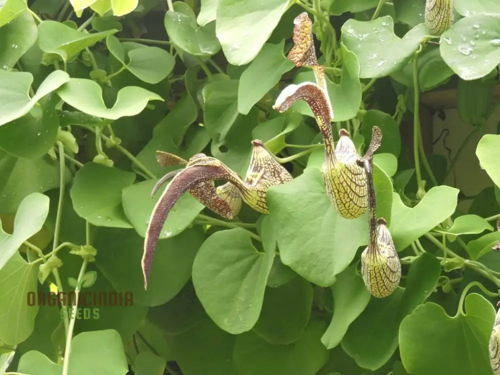 Aristolochia Ringens Seeds For Planting: Rare Vine For Garden Enthusiasts Seeking Unique Botanical