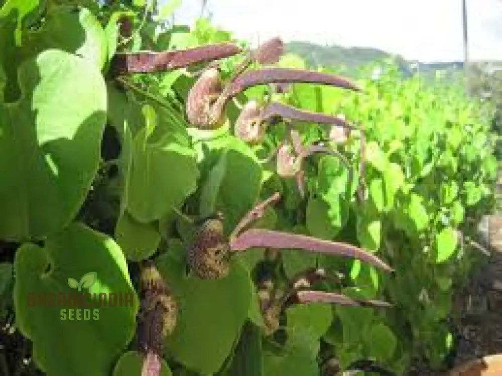 Aristolochia Ringens Seeds For Planting: Rare Vine For Garden Enthusiasts Seeking Unique Botanical