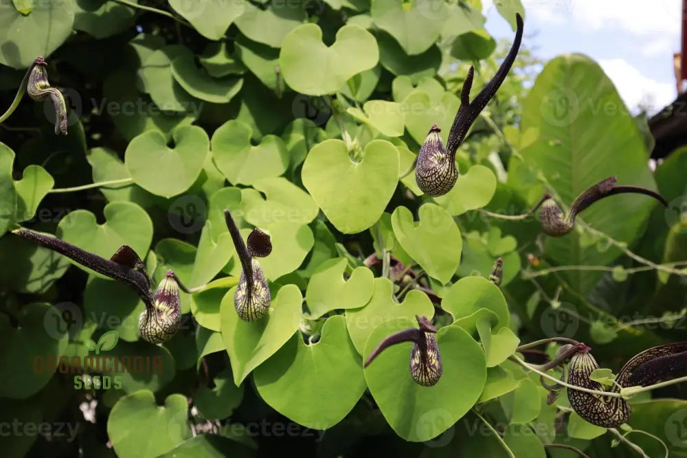 Aristolochia Ringens Seeds For Planting: Rare Vine For Garden Enthusiasts Seeking Unique Botanical