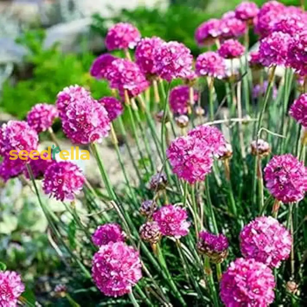 Armeria Maritima Flower Seeds For Planting: Vibrant Groundcover Beautiful Coastal Gardens