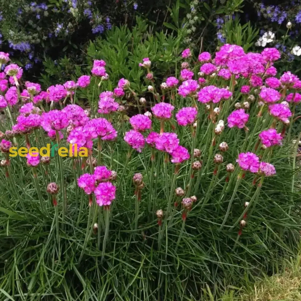 Armeria Maritima Flower Seeds For Planting: Vibrant Groundcover Beautiful Coastal Gardens