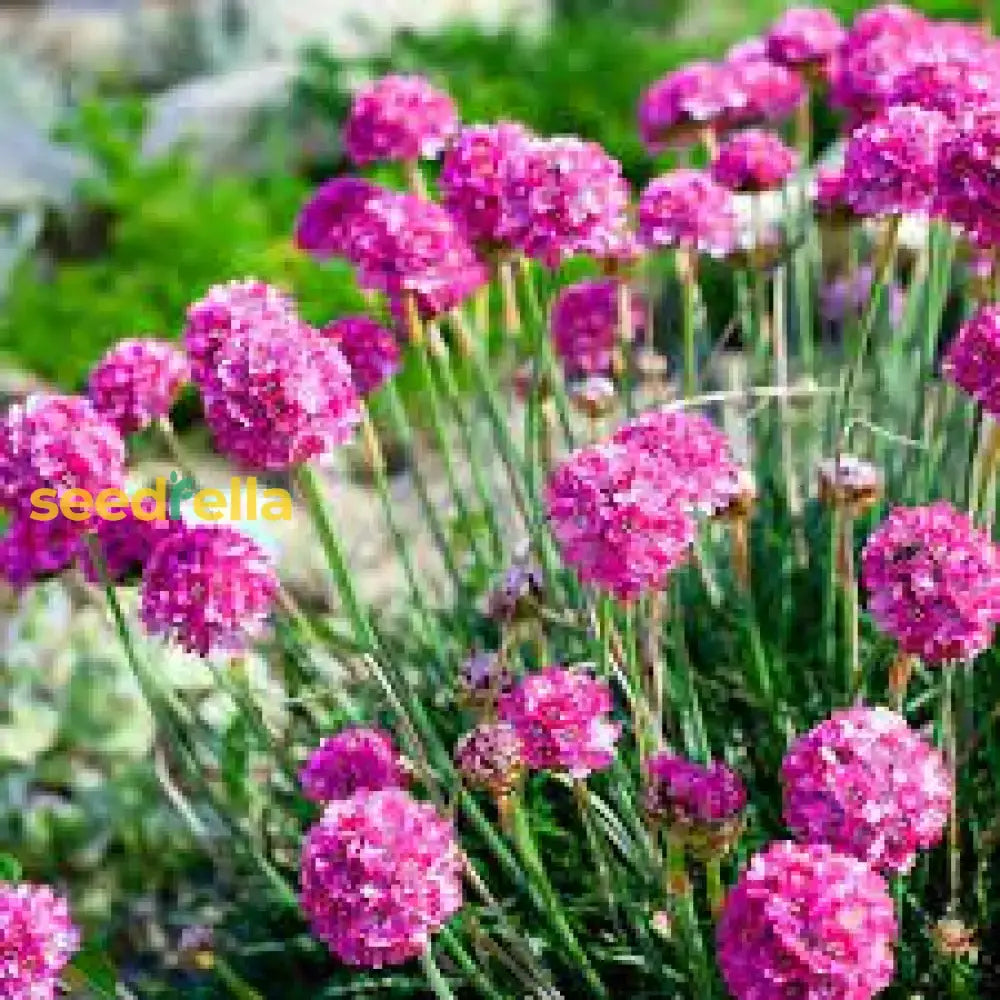 Armeria Maritima Flower Seeds For Planting: Vibrant Groundcover Beautiful Coastal Gardens