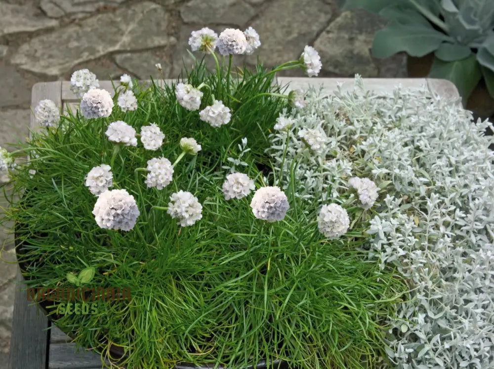 Armeria Maritima ’Morning Star White’ Seeds For Planting- Elegant Coastal Thrift For Your