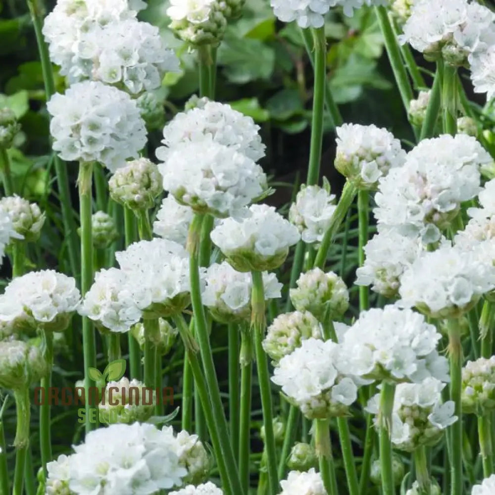 Armeria Maritima ’Morning Star White’ Seeds For Planting- Elegant Coastal Thrift For Your