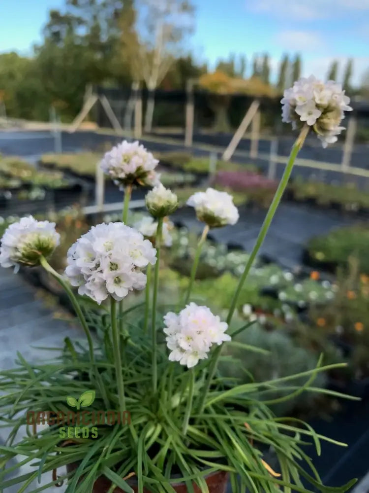 Armeria Maritima ’Morning Star White’ Seeds For Planting- Elegant Coastal Thrift For Your