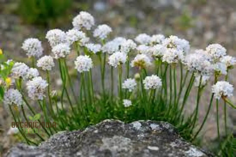 Armeria Maritima ’Morning Star White’ Seeds For Planting- Elegant Coastal Thrift For Your