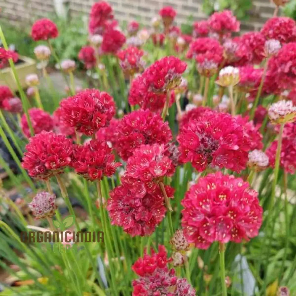 Armeria Pseudarmeria Ballerina Red Flower Seeds For Planting - Vibrant Blooms For Your Garden: