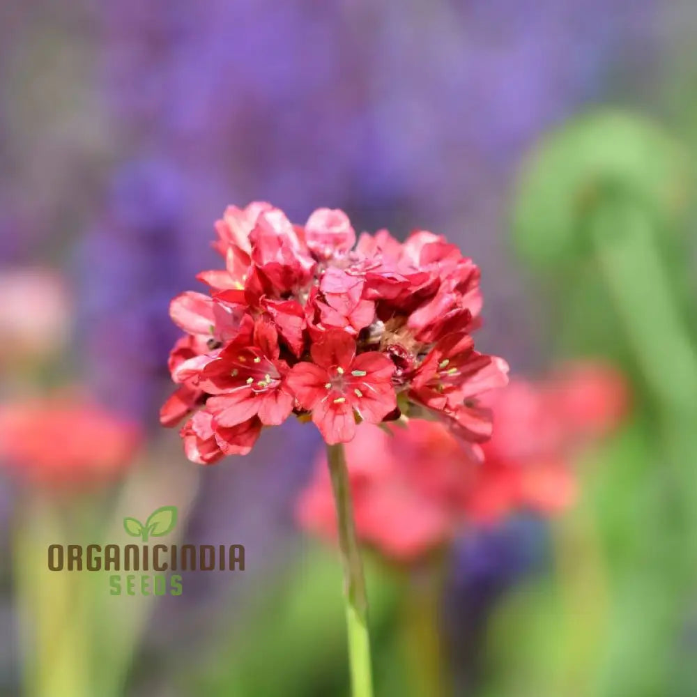 Armeria Pseudarmeria Ballerina Red Flower Seeds For Planting - Vibrant Blooms For Your Garden: