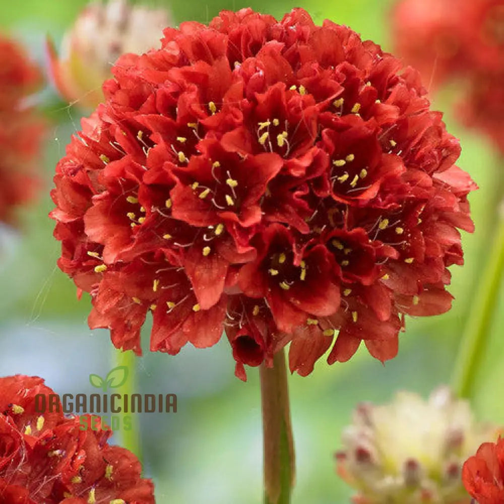 Armeria Pseudarmeria Ballerina Red Flower Seeds For Planting - Vibrant Blooms For Your Garden: