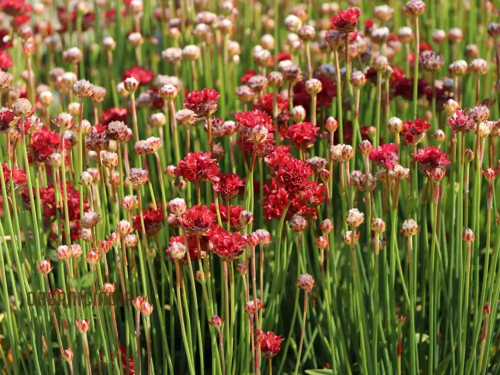 Armeria Pseudarmeria Ballerina Red Flower Seeds For Planting - Vibrant Blooms For Your Garden: