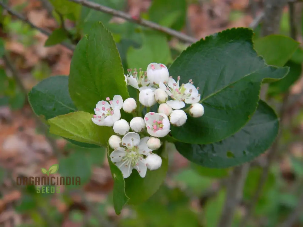 Aronia Melanocarpa Seeds For Planting: Hardy Gardening Superberry For Health Enthusiasts & Garden