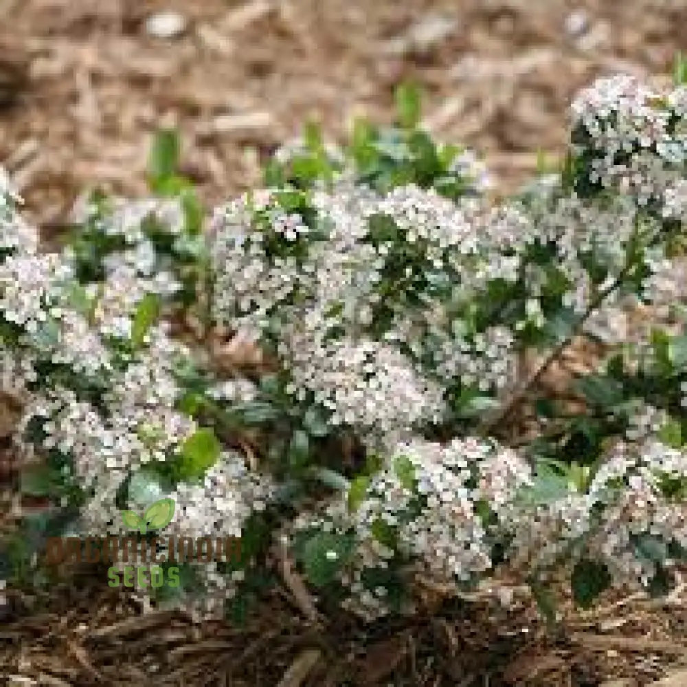 Aronia Melanocarpa Seeds For Planting: Hardy Gardening Superberry For Health Enthusiasts & Garden