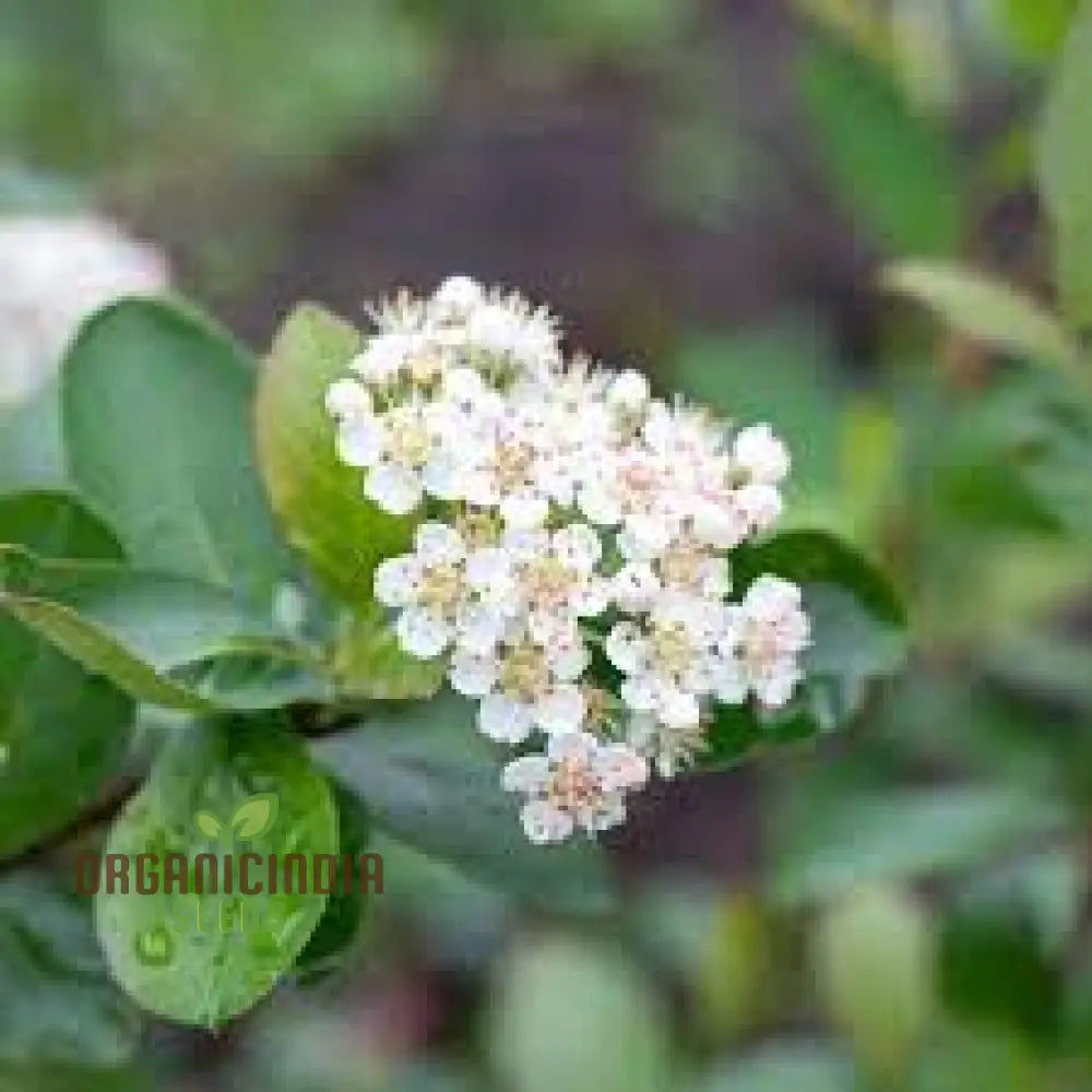 Aronia Melanocarpa Seeds For Planting: Hardy Gardening Superberry For Health Enthusiasts & Garden