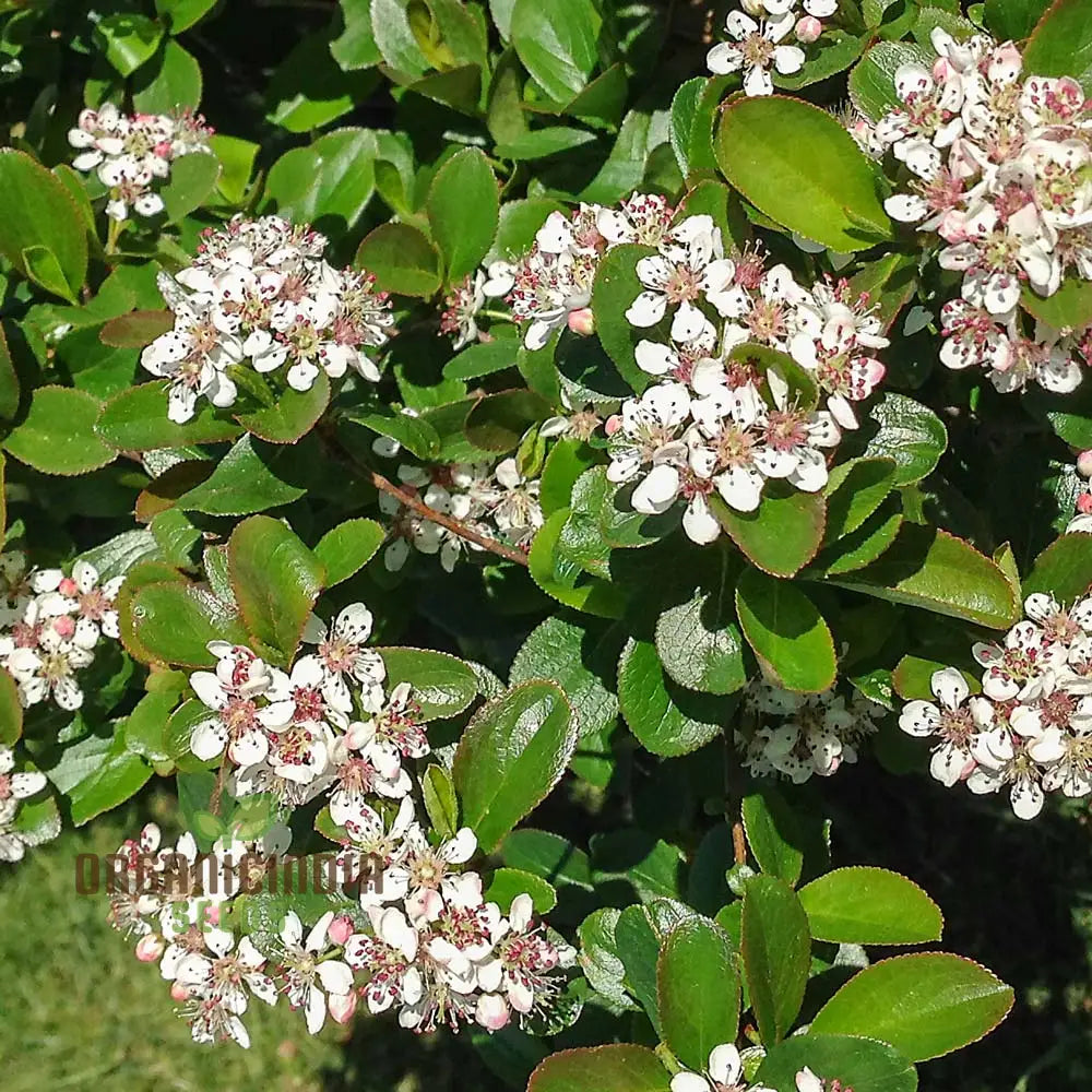 Aronia Melanocarpa Seeds For Planting: Hardy Gardening Superberry For Health Enthusiasts & Garden