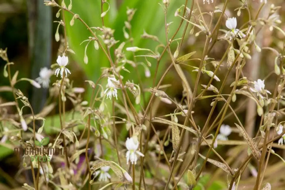 Arthropodium Candidum Bronze Seeds For Planting: Exquisite Garden Elegance Your Outdoor Oasis -