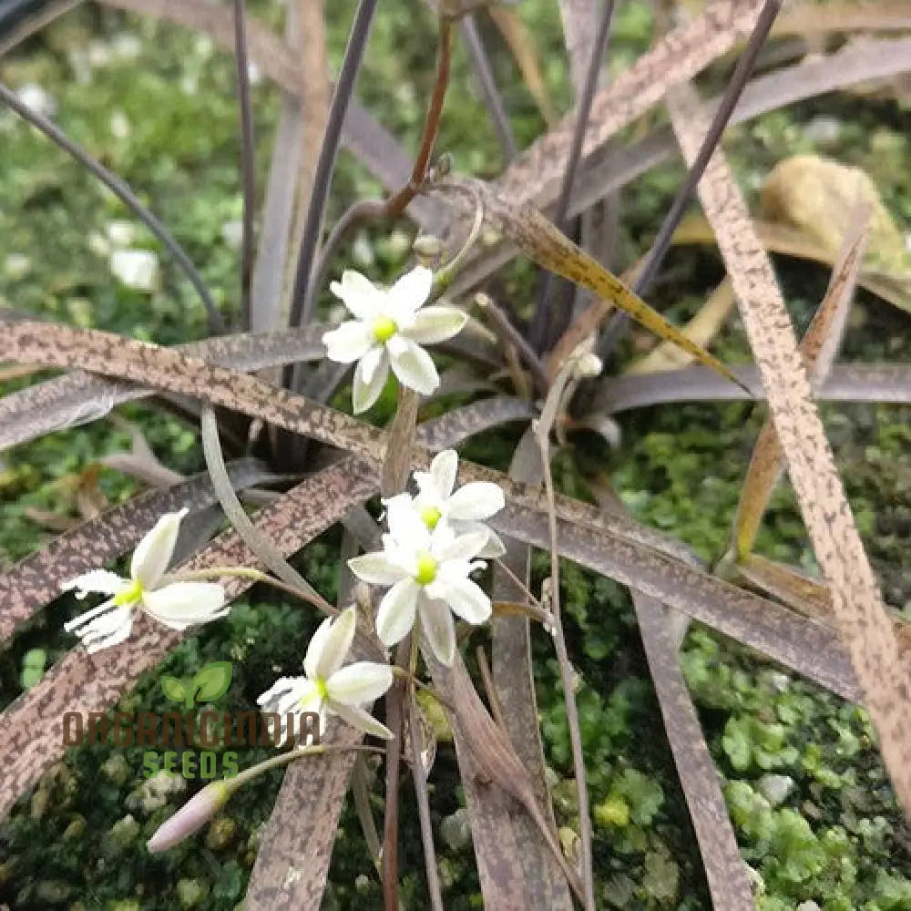 Arthropodium Candidum Bronze Seeds For Planting: Exquisite Garden Elegance Your Outdoor Oasis -