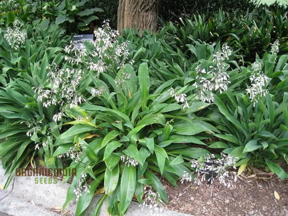 Arthropodium Cirratum Seeds For Planting: Elegant Lily Of The Forest - Gardening Delight For Your