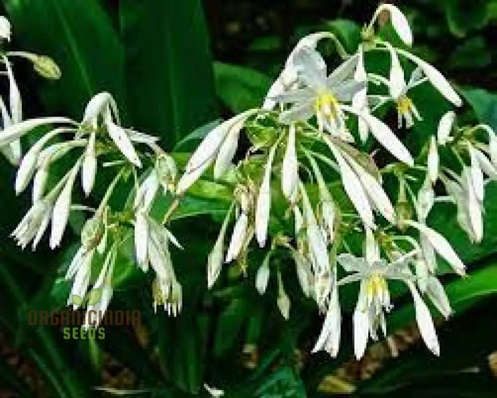 Arthropodium Cirratum Seeds For Planting: Elegant Lily Of The Forest - Gardening Delight For Your