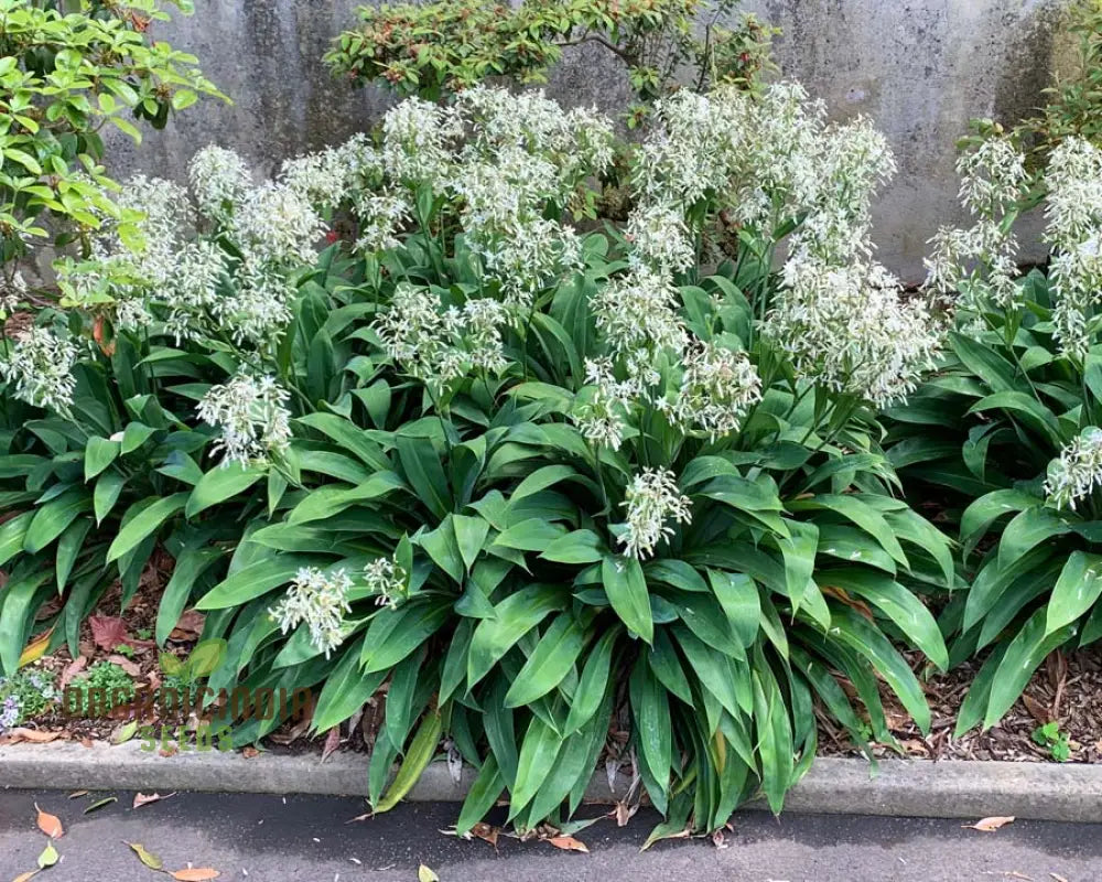 Arthropodium Cirratum Seeds For Planting: Elegant Lily Of The Forest - Gardening Delight For Your