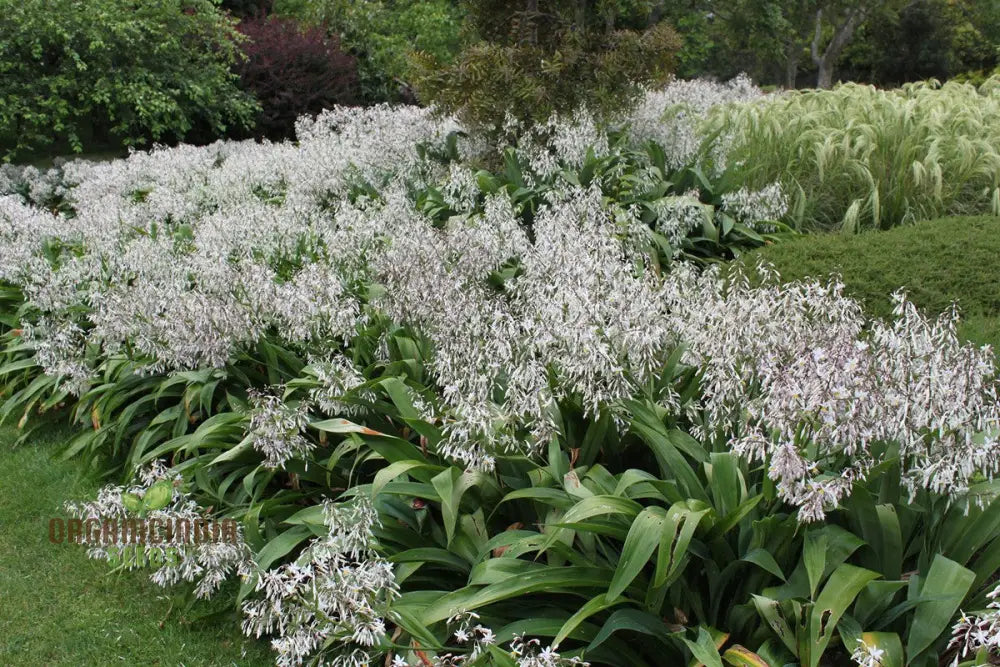 Arthropodium Cirratum Seeds For Planting: Elegant Lily Of The Forest - Gardening Delight For Your