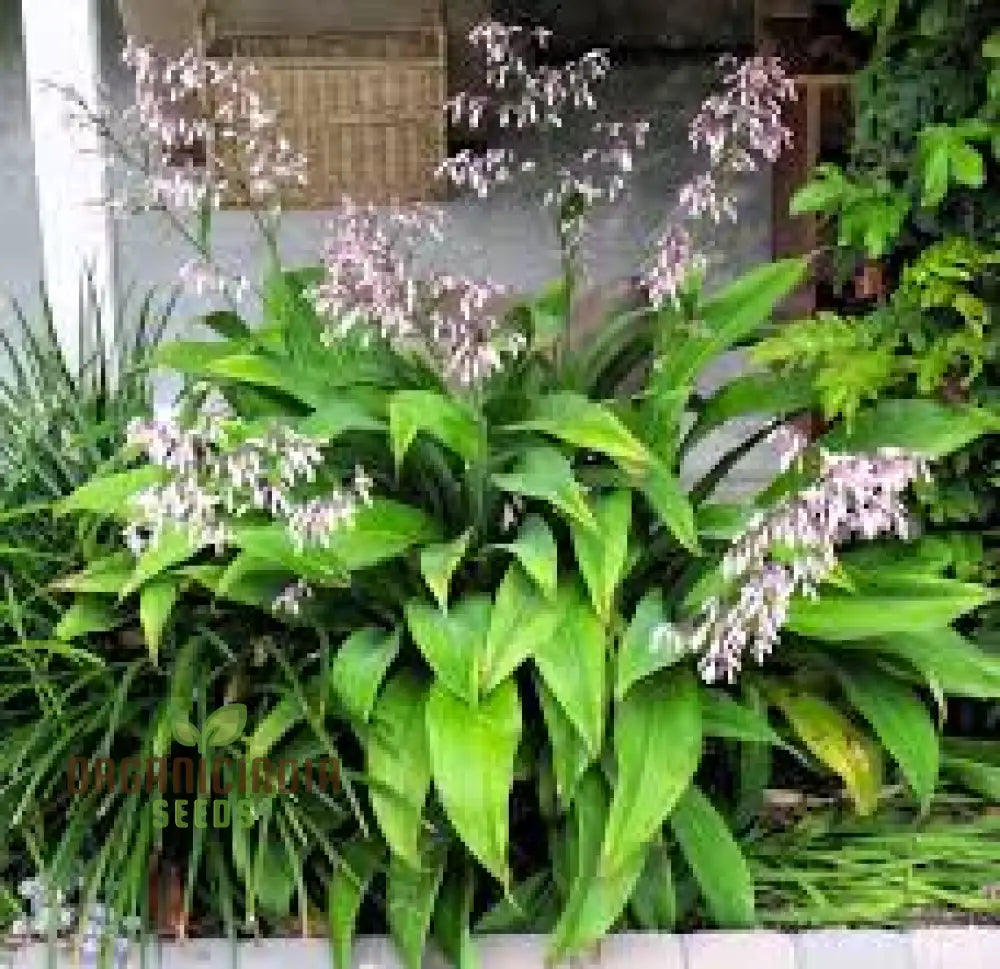 Arthropodium Cirratum Seeds For Planting: Elegant Lily Of The Forest - Gardening Delight For Your