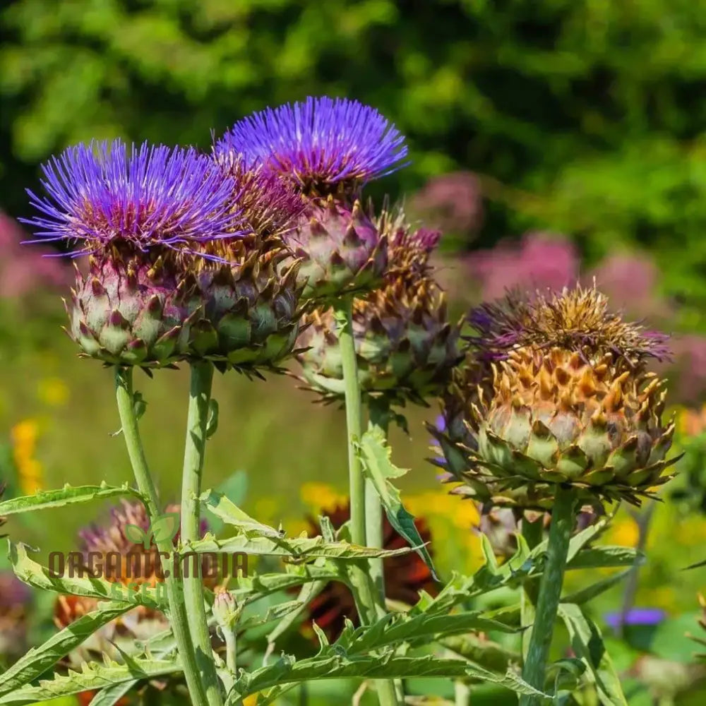 Artichoke - Cardoon Seeds For Planting Unique And Flavorful Vegetable Harvest