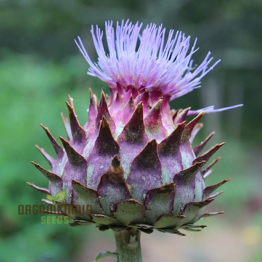 Artichoke - Cardoon Seeds For Planting Unique And Flavorful Vegetable Harvest