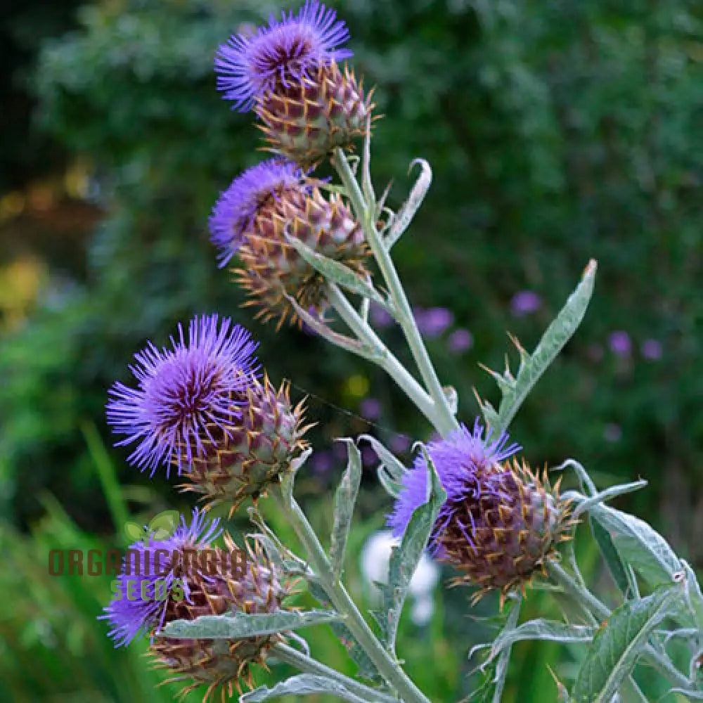 Artichoke - Cardoon Seeds For Planting Unique And Flavorful Vegetable Harvest