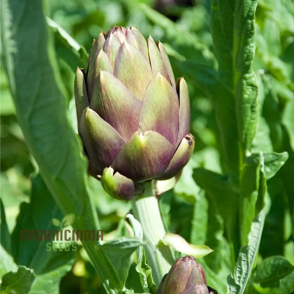 Artichoke - Colorado Red Star Seeds For Planting Cultivate Stunning Artichokes