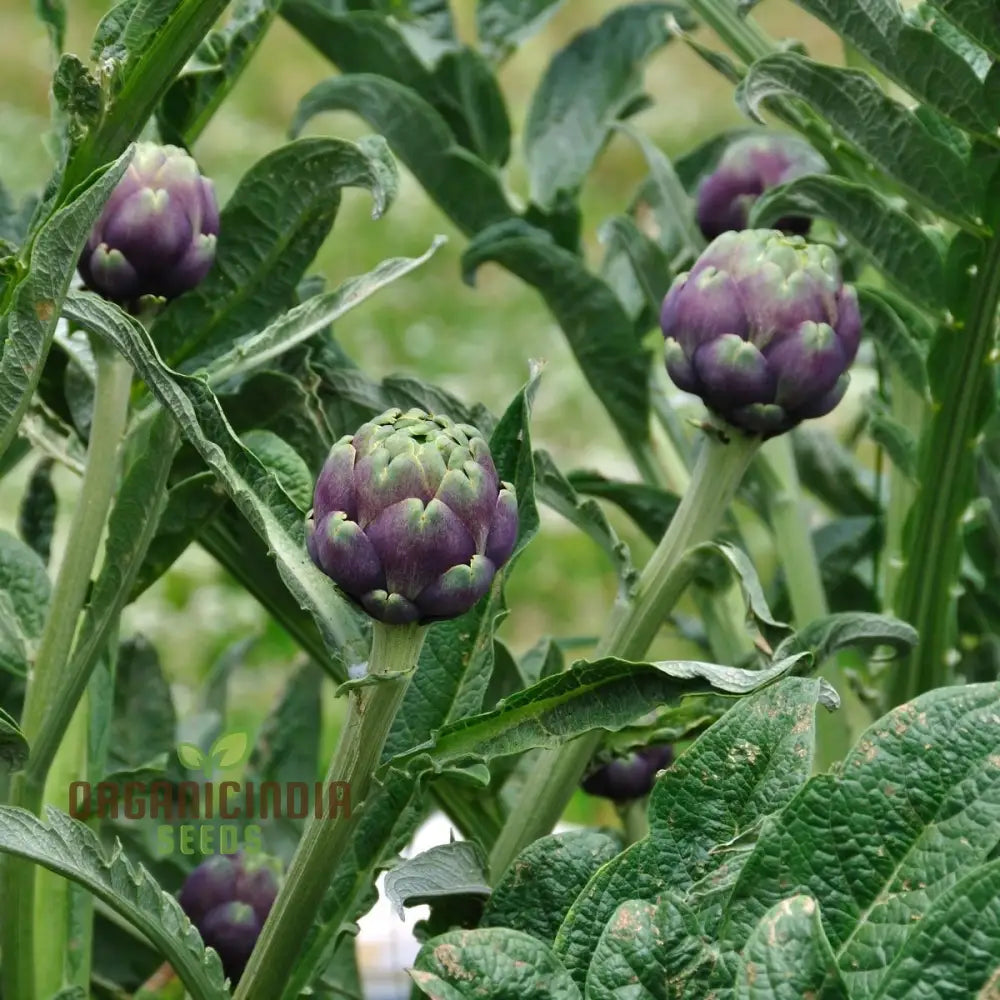 Artichoke - Colorado Red Star Seeds For Planting Cultivate Stunning Artichokes