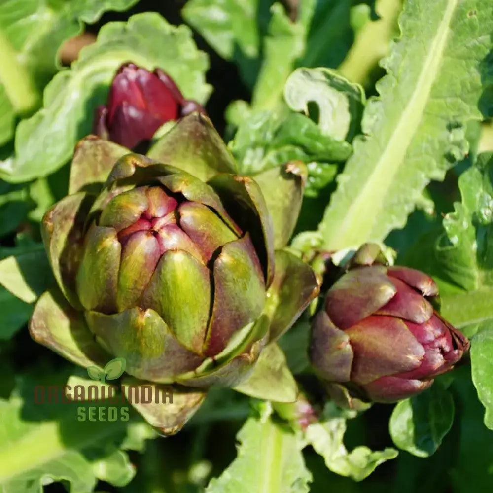 Artichoke - Colorado Red Star Seeds For Planting Cultivate Stunning Artichokes